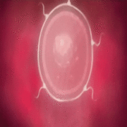 impregnation888